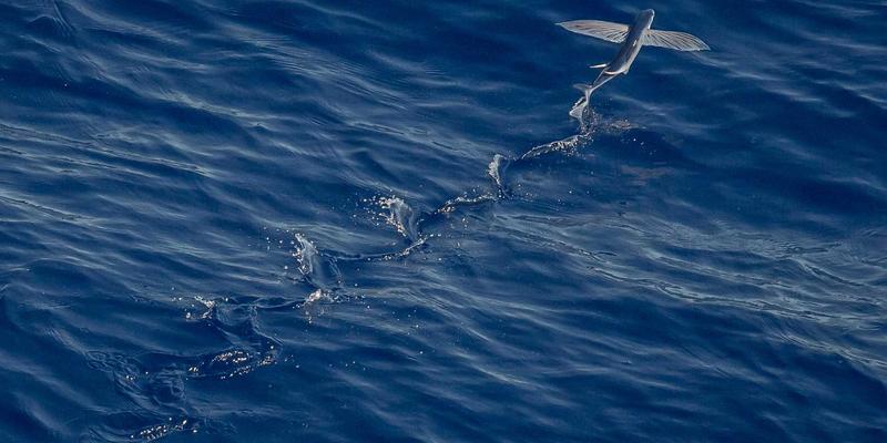 可降解塑料PBS/PBAT产业链深度解析：原料BDO供需格局与未来产能规划