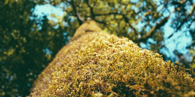 天一达化工：引领化妆品活性成分绿色萃取技术与天然原料供应链构建